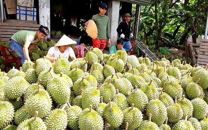Cần nâng cao chất lượng để đẩy mạnh xuất khẩu sầu riêng -0