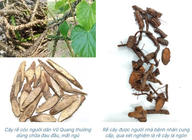 Người phụ nữ tử vong do uống rễ cây sắc chữa bệnh -0
