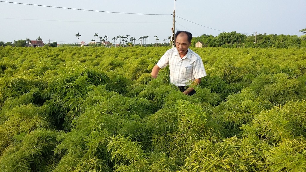 Hiệu quả phát triển toàn diện kinh tế nông nghiệp -0