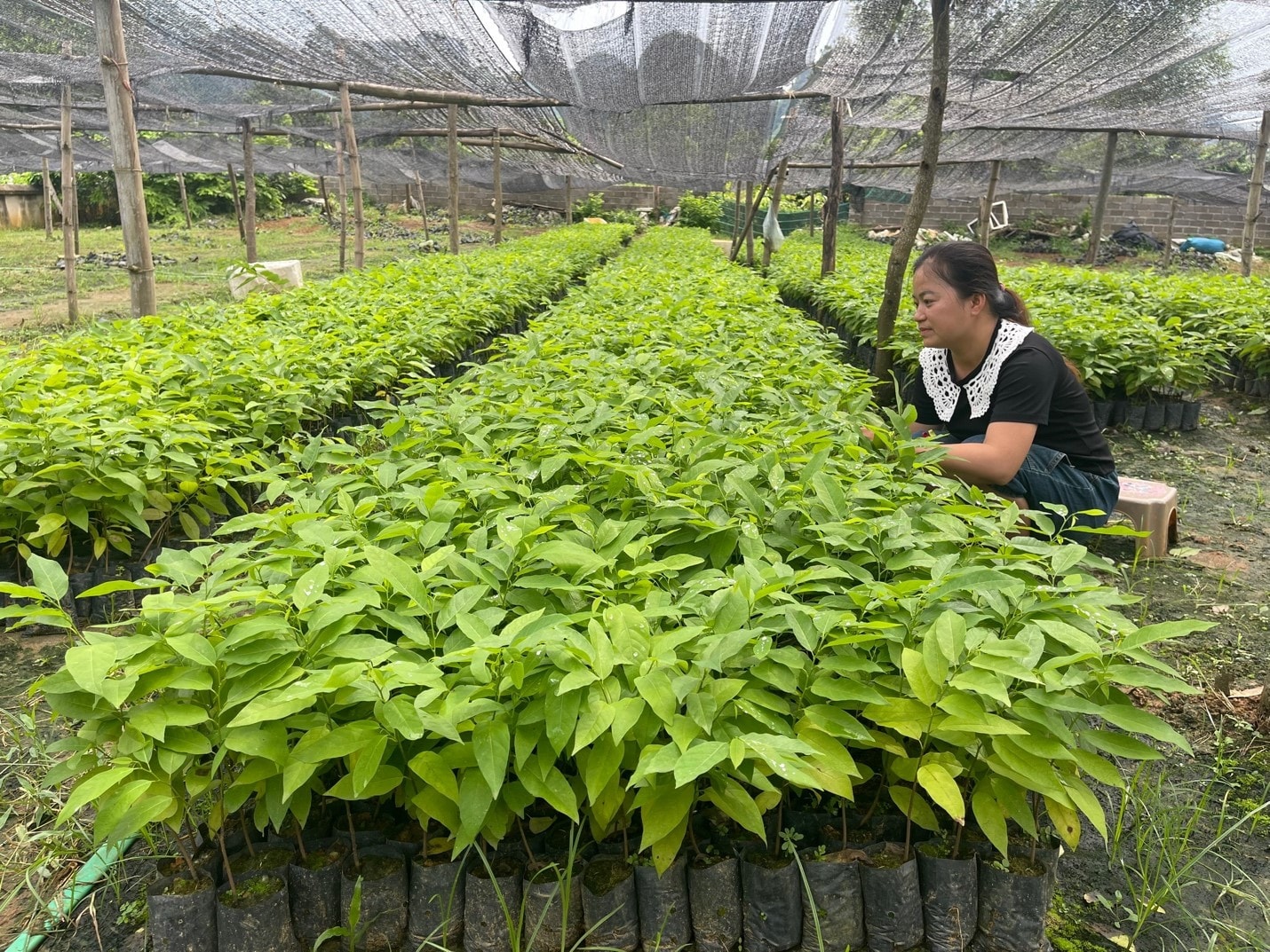 Cùng phụ nữ vượt khó vươn lên làm giàu -0