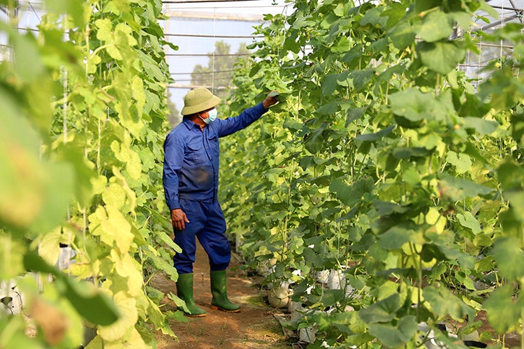 Phát triển sản xuất nông nghiệp hữu cơ được xác định là một trong những nhiệm vụ đột phá của tỉnh Đồng Nai. Ảnh: ITN 