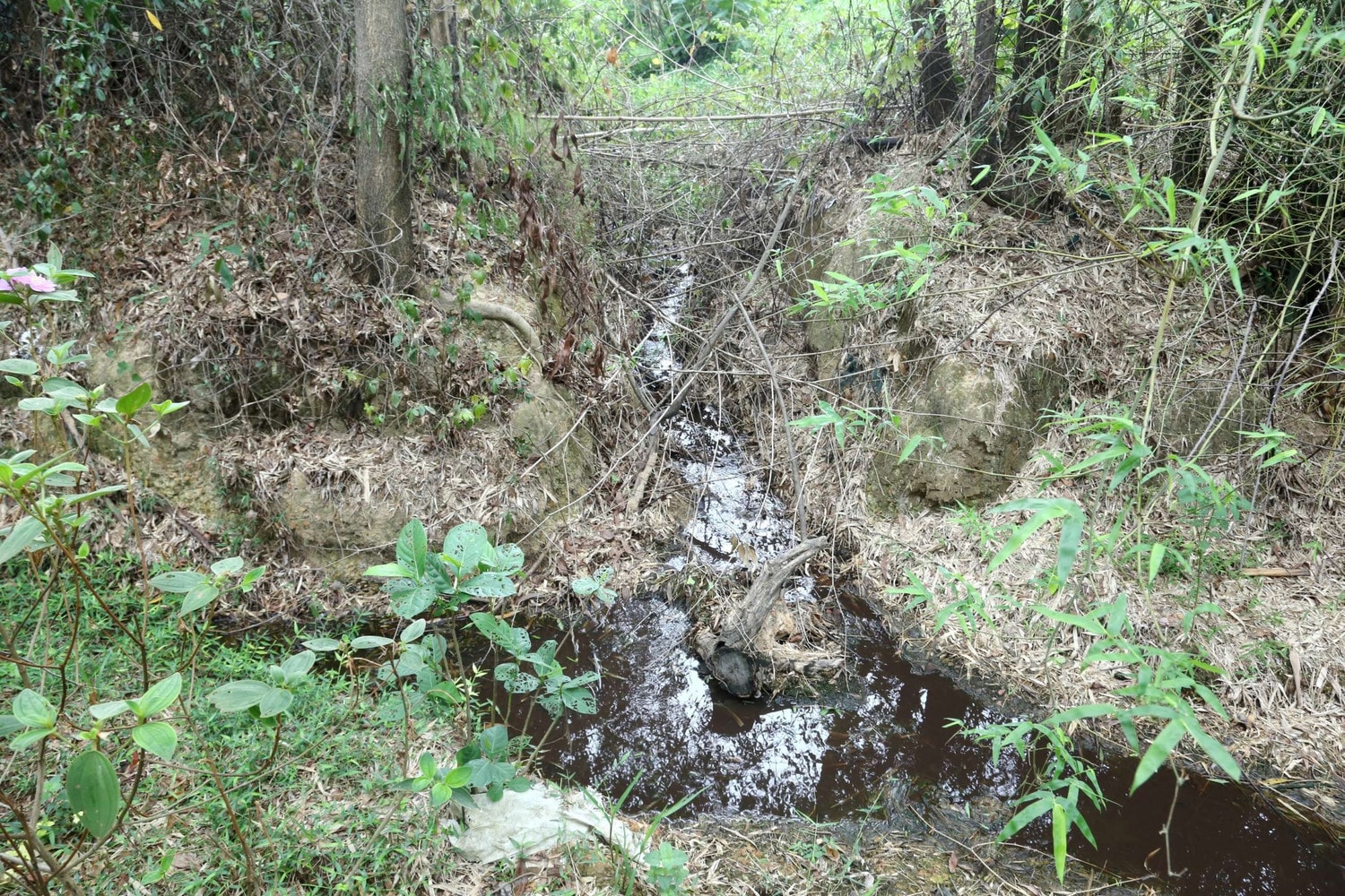 Dự án chăn nuôi lợn ngang nhiên xả thải ra môi trường ở Hà Tĩnh ảnh 2 Dự án chăn nuôi lợn ngang nhiên xả thải ra môi trường ở Hà Tĩnh -0