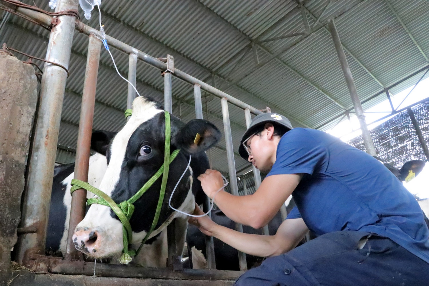 Đã có phác đồ điều trị để ngăn chặn và khống chế tiêu chảy trên bò sữa tại tỉnh Lâm Đồng -0