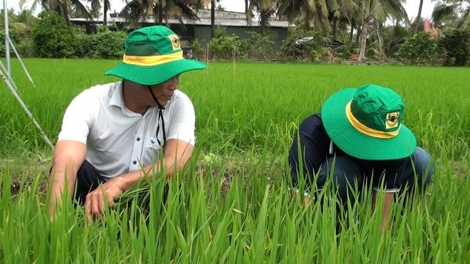 Những kết quả tích cực trong vụ hè thu 2024 ở đồng bằng sông Cửu Long -0