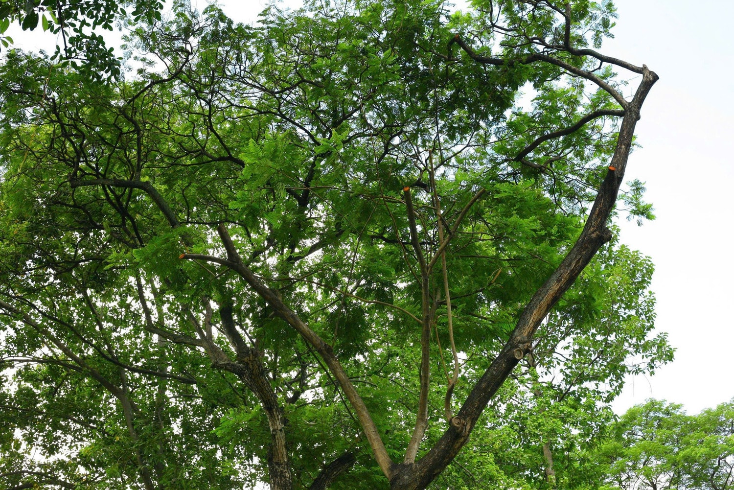 TP. Hồ Chí Minh bảo đảm an toàn với hệ thống cây xanh như thế nào? -0