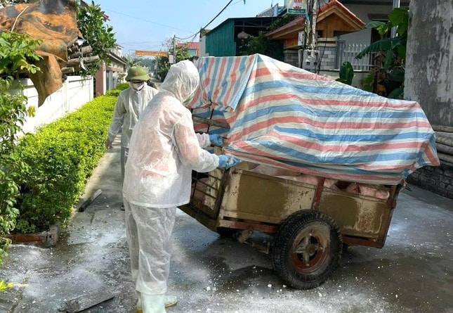Nghệ An: 8 tháng, tiêu hủy 3.554 con lợn do dịch tả Châu Phi -0