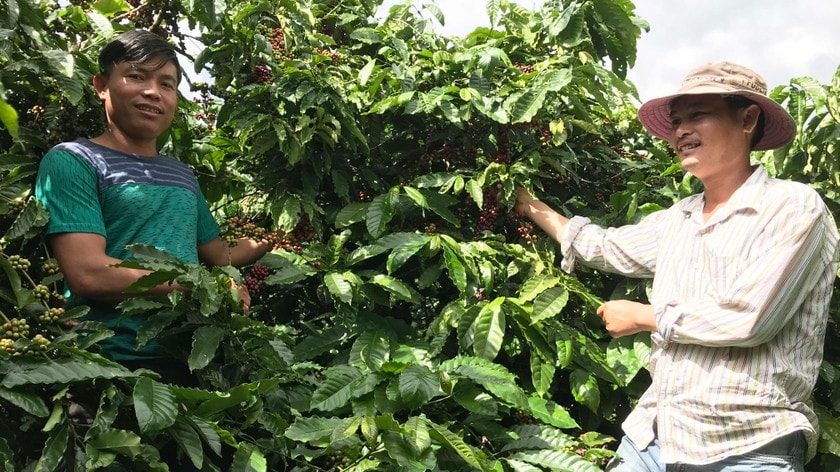 Người dân xã Ia Tiem phát huy hiệu qủa nguồn vốn tín dụng chính sách vào sản xuất. Ảnh: Báo Gia Lai