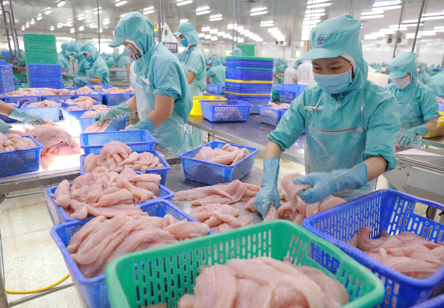 ,Cá tra Việt Nam tăng chất lượng, thương hiệu để giành thị phần 