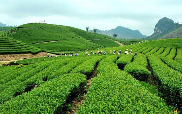 Tỉnh Thái Nguyên phấn đấu thực hiện các nhiệm vụ sớm trở thành vùng trọng điểm, trung tâm chế biến chè. Ảnh: ITN 