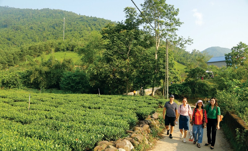 Du khách tham quan, trải nghiệm đồi chè – đậm đà bản sắc Thái Nguyên. Ảnh: L.T