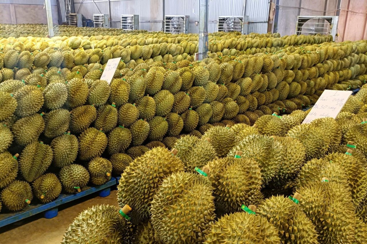 Đấu giá “Nữ hoàng sầu riêng” tại Lễ hội sầu riêng Krông Pắk lần thứ 2 năm 2024 -0