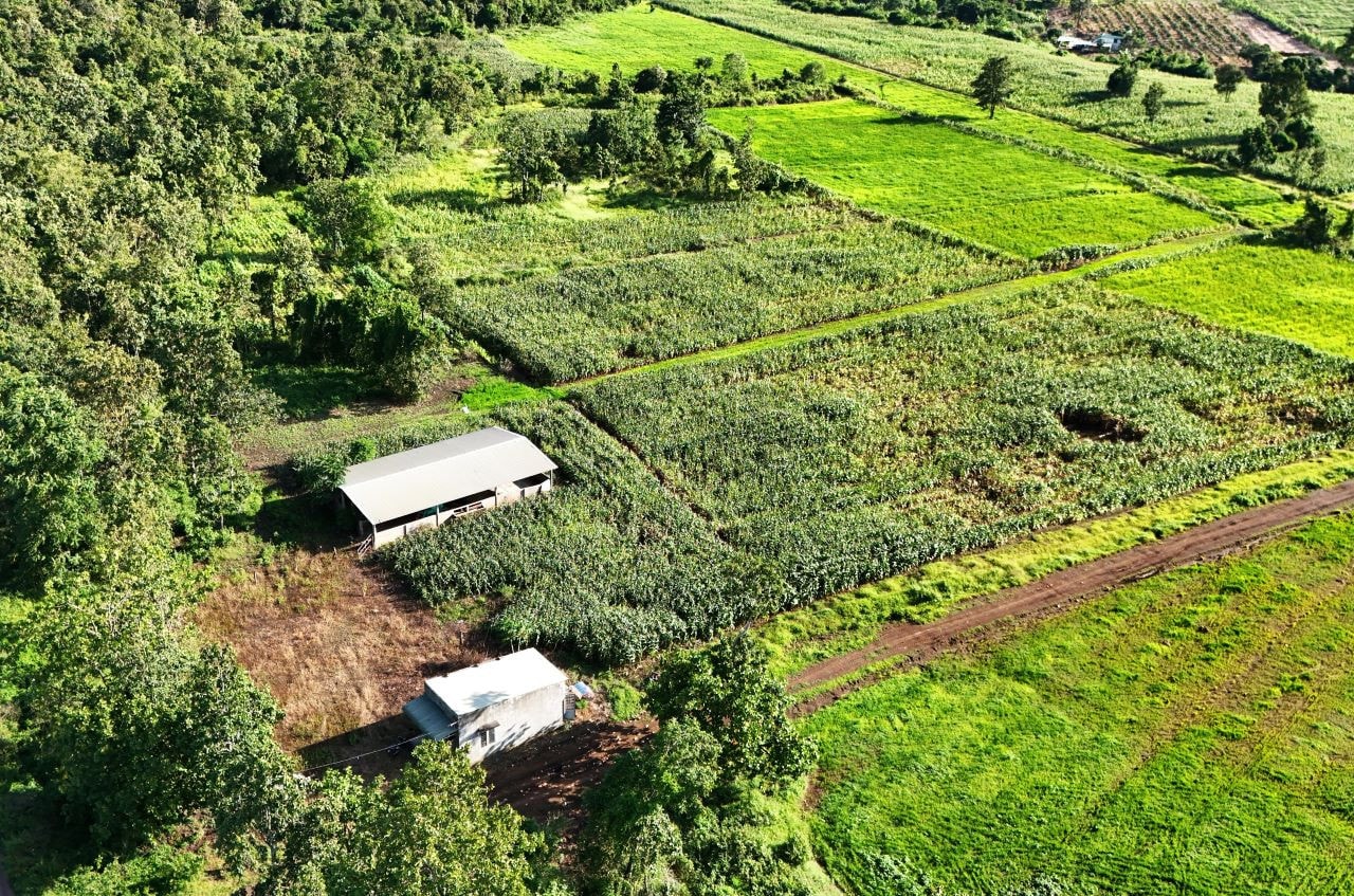 Dự án chăn nuôi bò dưới tán rừng của công ty Phúc Lâm nhìn từ trên cao Dự án chăn nuôi bò dưới tán rừng biến thành rẫy bắp, ruộng lúa -0