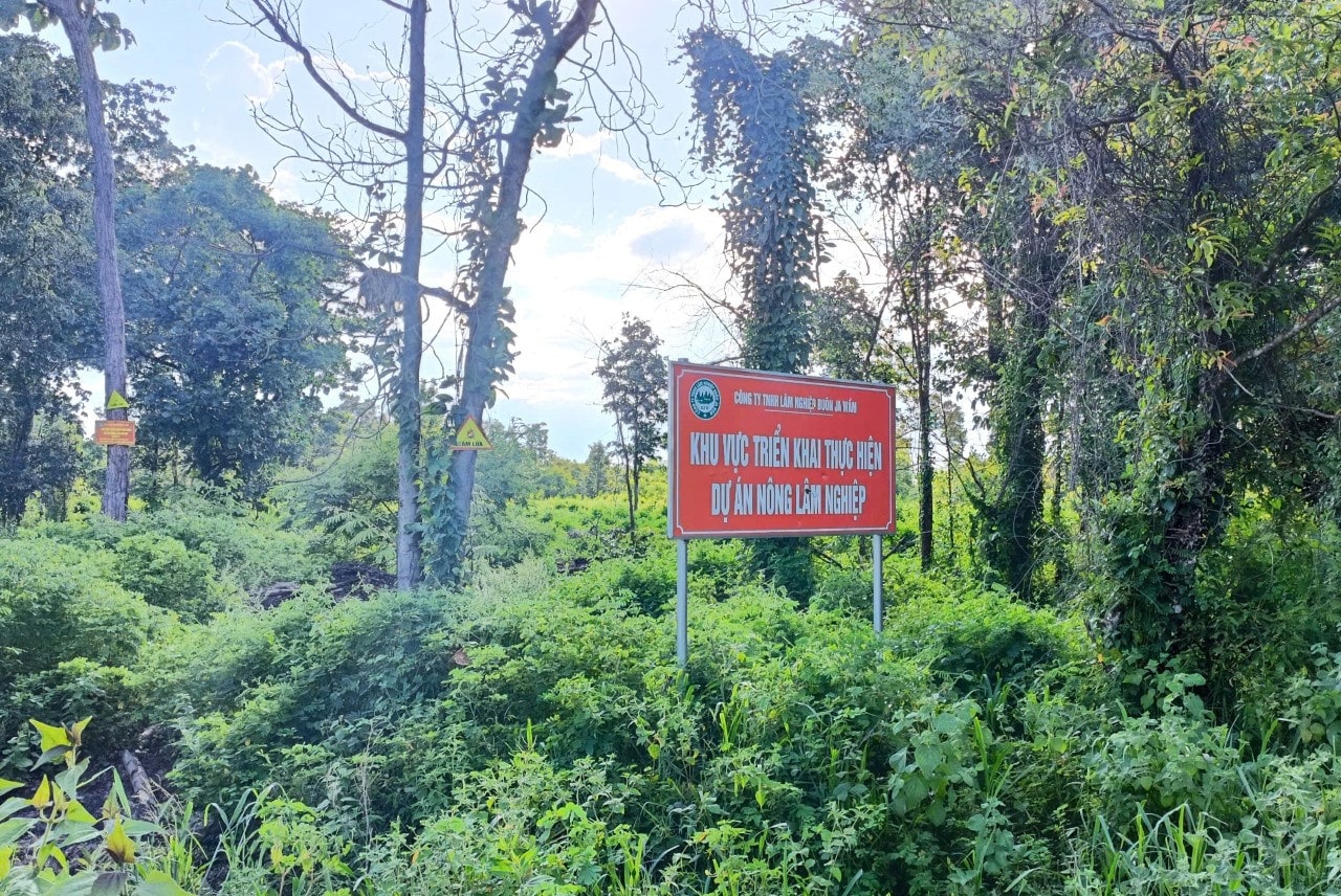 Dự án chăn nuôi bò dưới tán rừng biến thành rẫy bắp, ruộng lúa -0