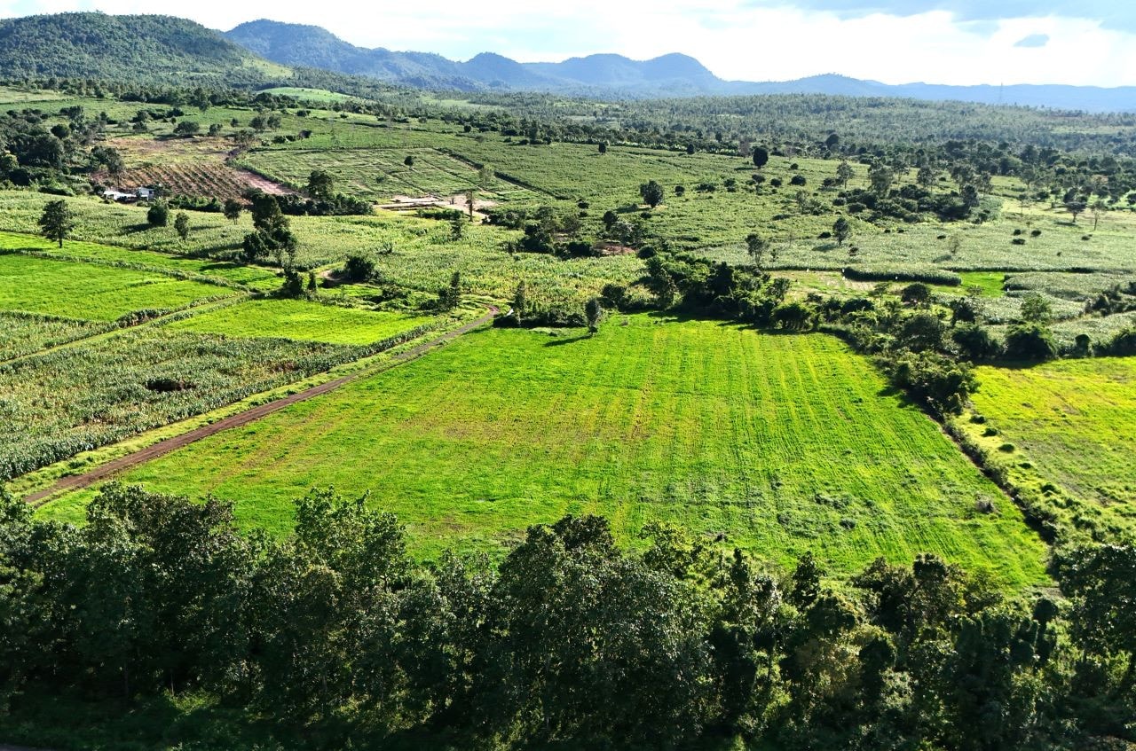 Đắk Lắk: Dự án chăn nuôi bò dưới tán rừng biến thành rẫy bắp, ruộng lúa ảnh 2 Dự án chăn nuôi bò dưới tán rừng biến thành rẫy bắp, ruộng lúa -0