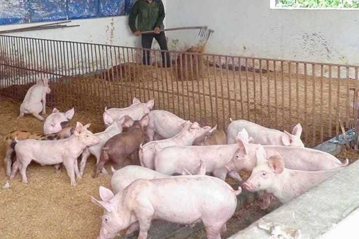 Tây Ninh: Công khai thông tin hai trang trại nuôi heo vi phạm quy định về bảo vệ môi trường -0