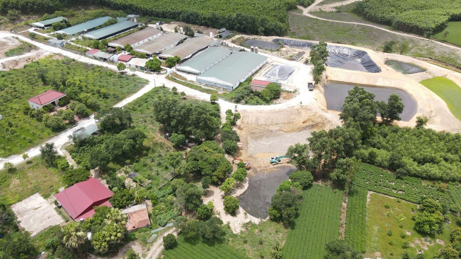 Trang trại chăn nuôi lợn bị phạt hơn 300 triệu đồng vì gây ô nhiễm môi trường