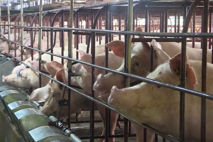 Tây Ninh: Công khai thông tin hai trang trại nuôi heo vi phạm quy định về bảo vệ môi trường -0