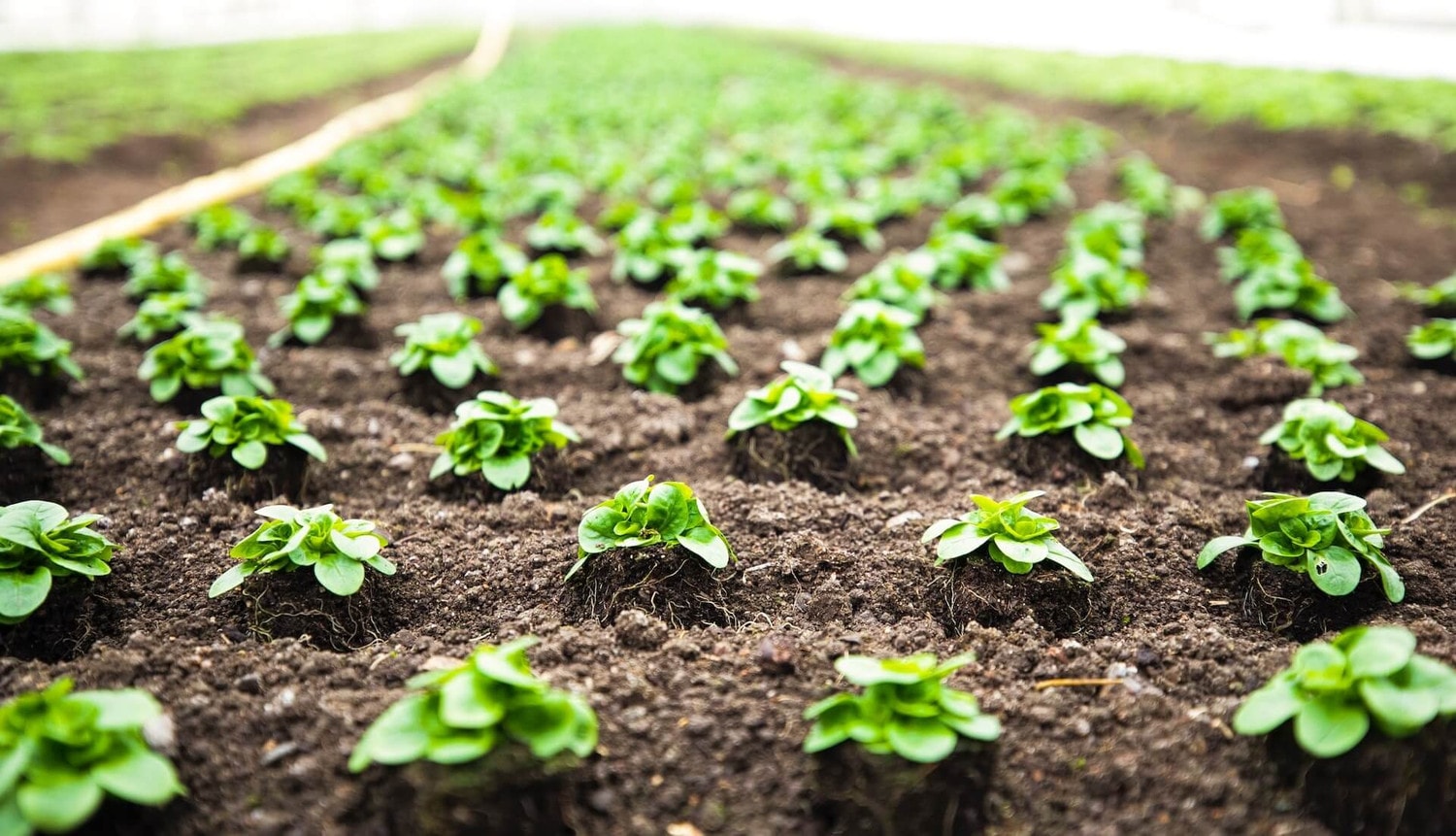 www.safeagsystems.com Agricultural sector turns sustainability into opportunity -0