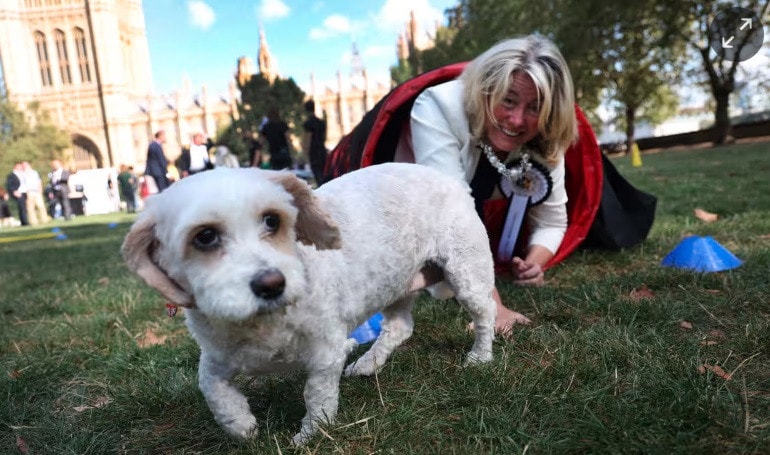 Former Southend MP Anna Firth, who introduced the bill, with her dog Lottie. Photograph: Andy Rain/EPA Pet thieves could be jailed for up to five years under new law in UK -0