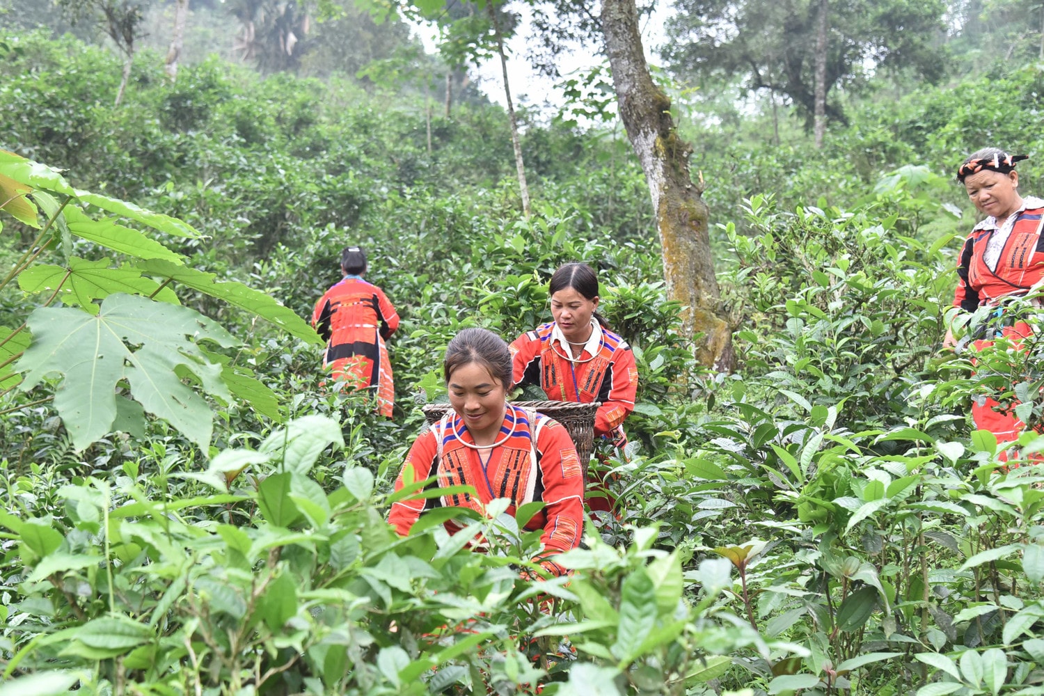 Chị Hủng Thị Dạng cùng các chị em trong thôn thu hoạch chè. Ảnh: Quang Khánh Nâng cao vị thế phụ nữ nhờ làm chủ kinh tế -0