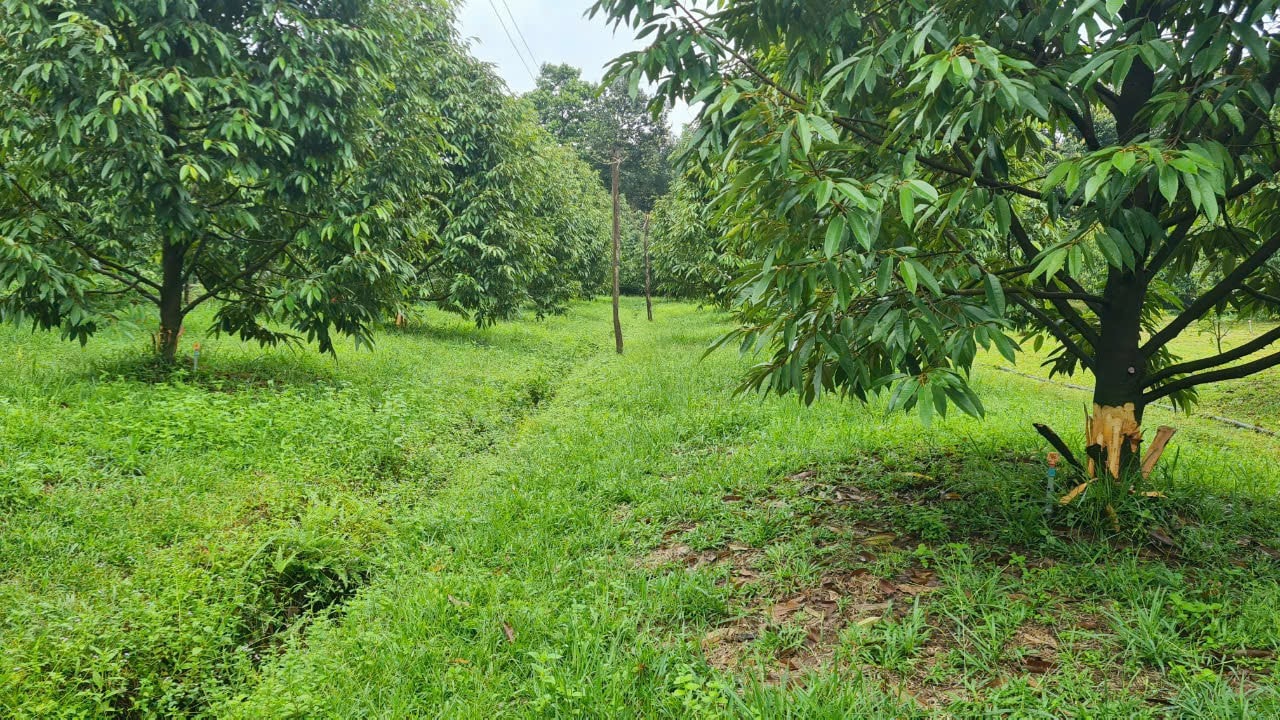 Lâm Đồng: Hàng chục cây sầu riêng đang thu hoạch bị cạo trắng gốc -0