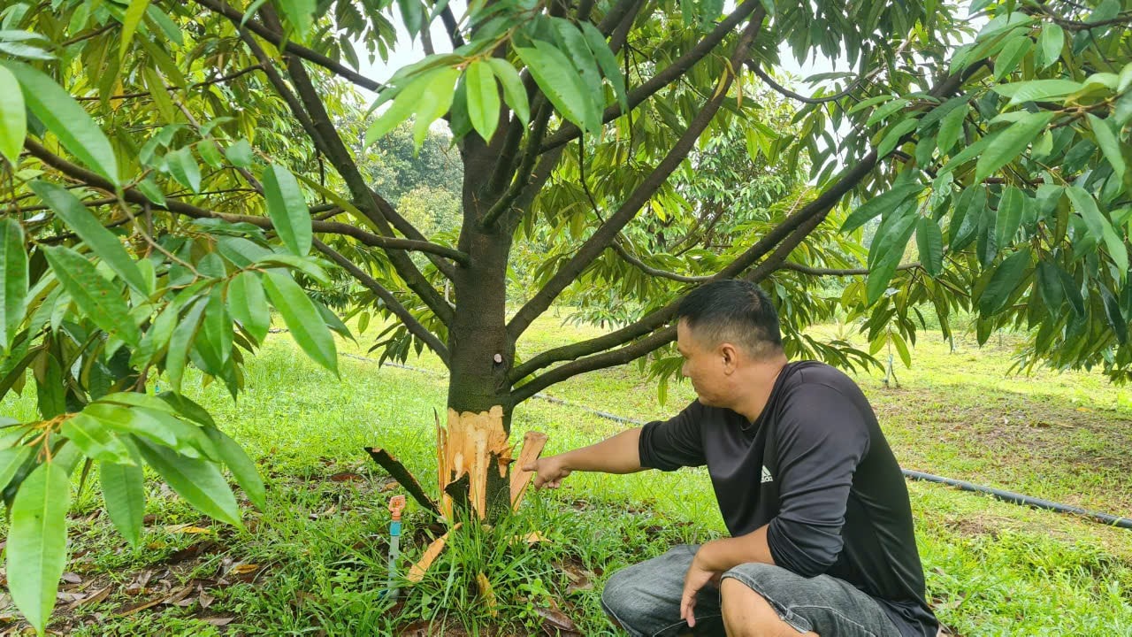 Lâm Đồng: Hàng chục cây sầu riêng đang thu hoạch bị cạo trắng gốc -0