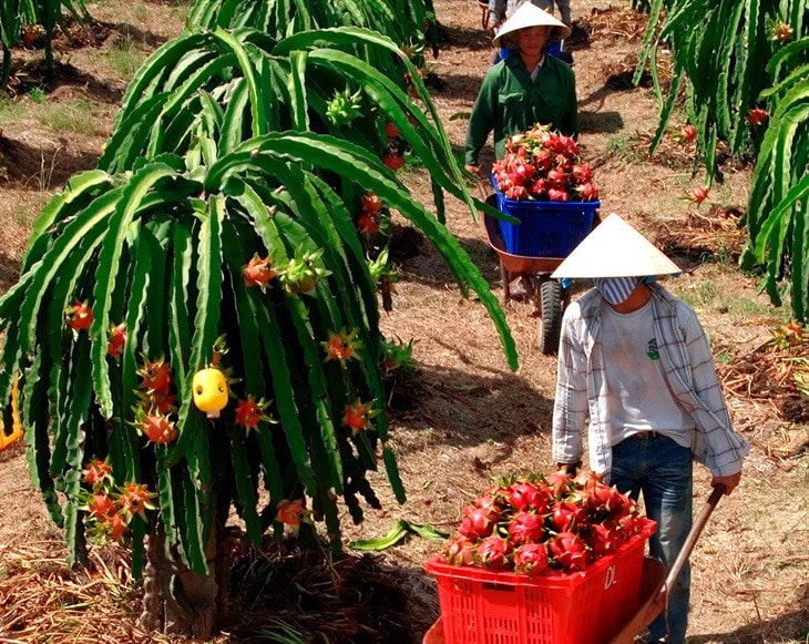 Thu hút đầu tư vào nông nghiệp, nông thôn có vai trò đặc biệt quan trọng