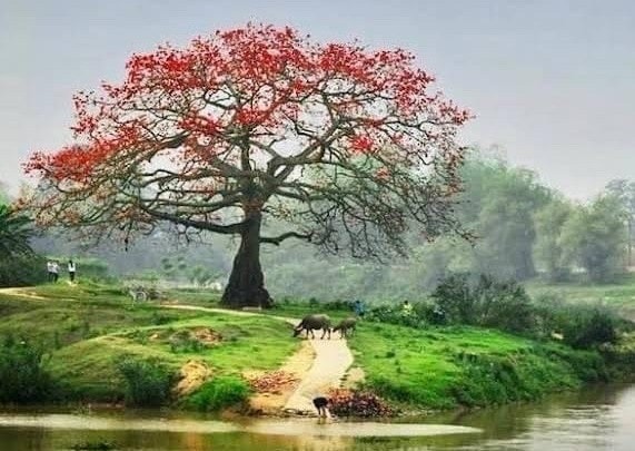 thon Luong Phuc_xa Viet Long (16).jpg