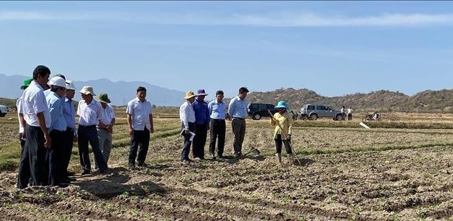 Lãnh đạo UBND tỉnh Ninh Thuận kiểm tra công tác chuyển đổi cây trồng ứng phó với khô hạn tại huyện Ninh Phước