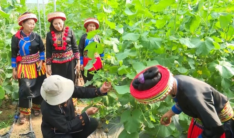 Đồng bào các dân tộc thiểu số huyện Ba Bể tiếp cận giống mới và áp dụng khoa học kỹ thuật vào sản xuất nông nghiệp. Ảnh: Đình Văn