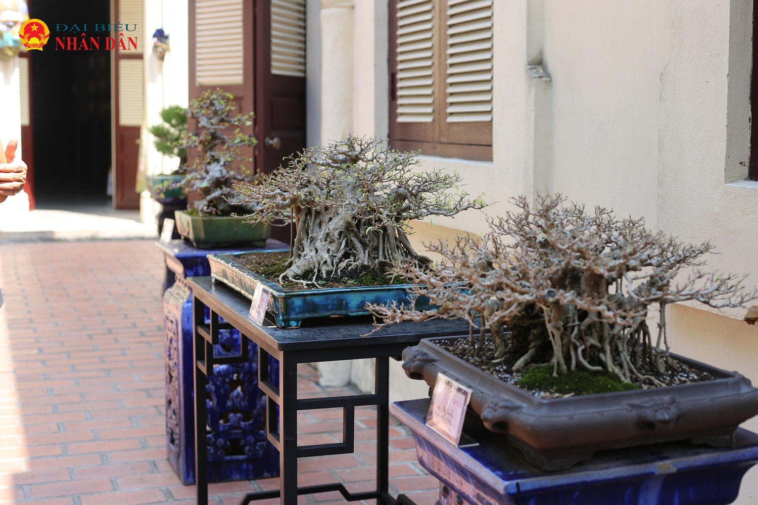 cay-canh-bonsai-ha-noi-2024-6-5398.jpg