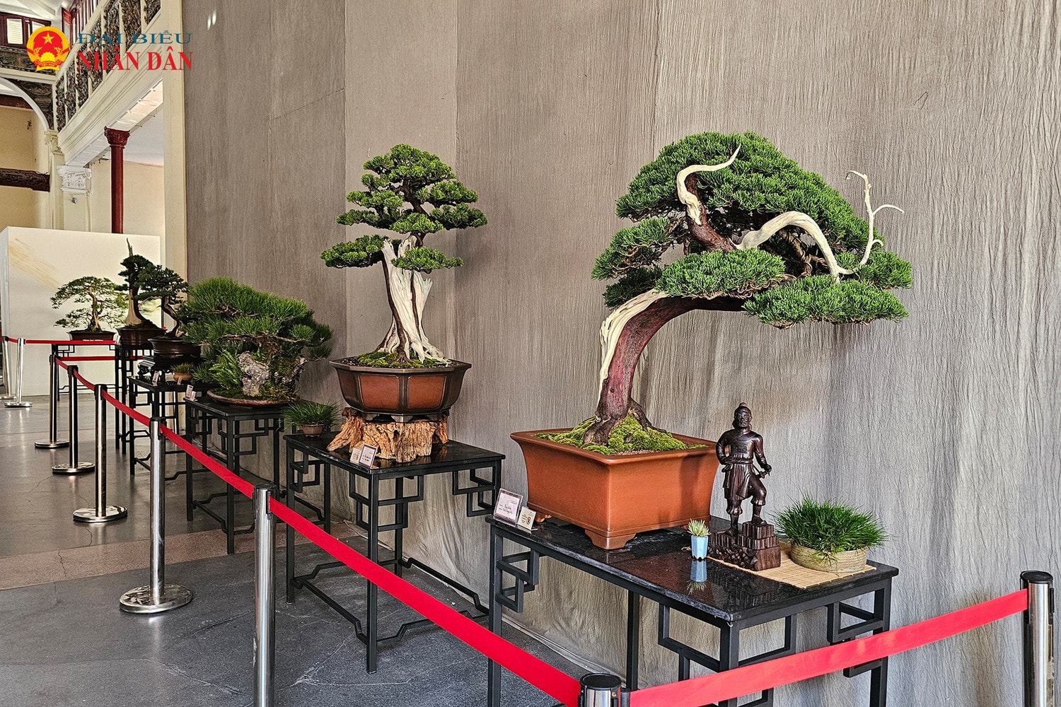 cay-canh-bonsai-ha-noi-2024-3-512.jpg