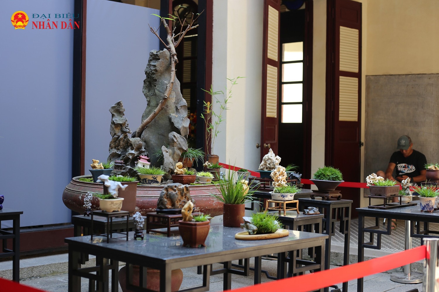 cay-canh-bonsai-ha-noi-2024-8-4121.jpg