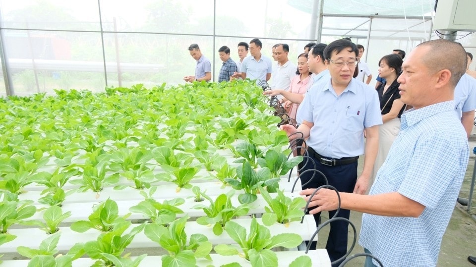Đoàn thẩm định nông thôn mới TP. Hà Nội khảo sát mô hình rau thủy canh tại xã Mai Đình (huyện Sóc Sơn). Ảnh: Mai Phương