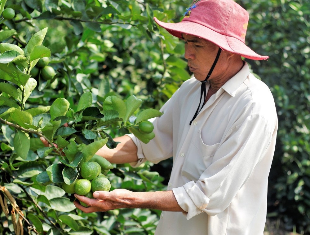 Vùng nguyên liệu chanh chất lượng cao đang dần được mở rộng trên địa bàn tỉnh