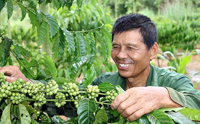 Nhờ các chính sách vay vốn, hỗ trợ cây, con giống từ chương trình giảm nghèo, nhiều hộ nghèo tại xã Suối Rao (huyện Châu Đức) đã ổn định cuộc sống. Ảnh: Như Ý