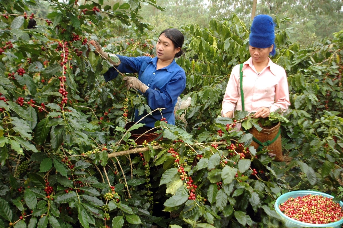 lao-dong-thoi-vu-mua-cafe-muong-ang.jpg