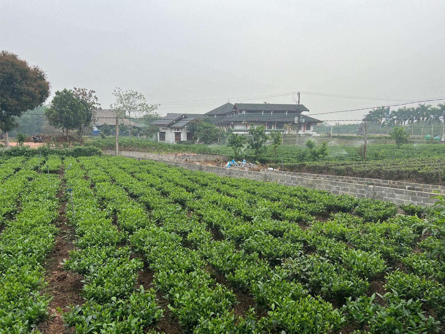 Vùng trồng chè hữu cơ tại Thái Nguyên