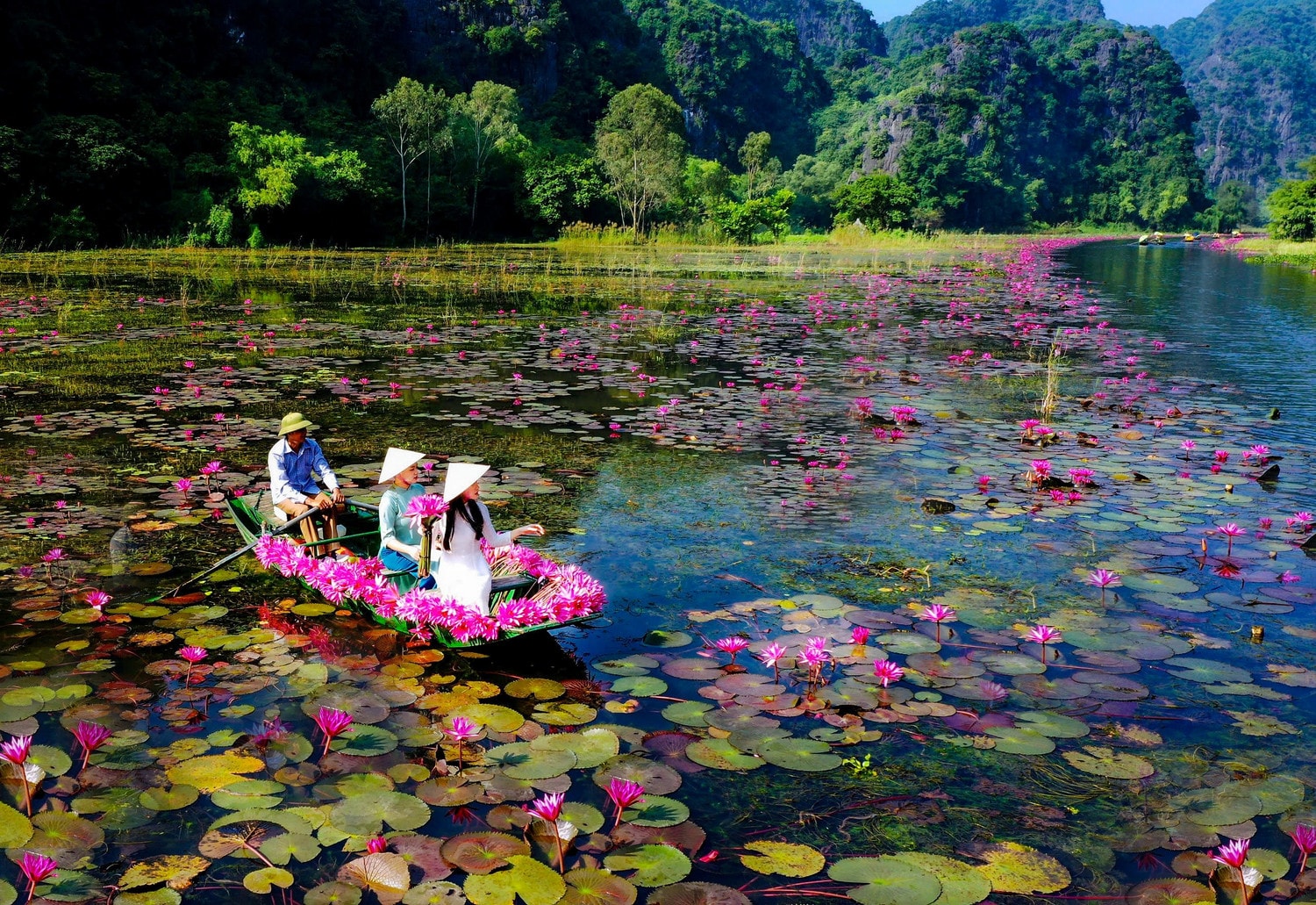 Khu du lịch Tam Cốc - Bích Động vào mùa hoa súng từ tháng 10 - 12 hàng năm. Ảnh: Khu du lịch Tam Cốc - Bích Động