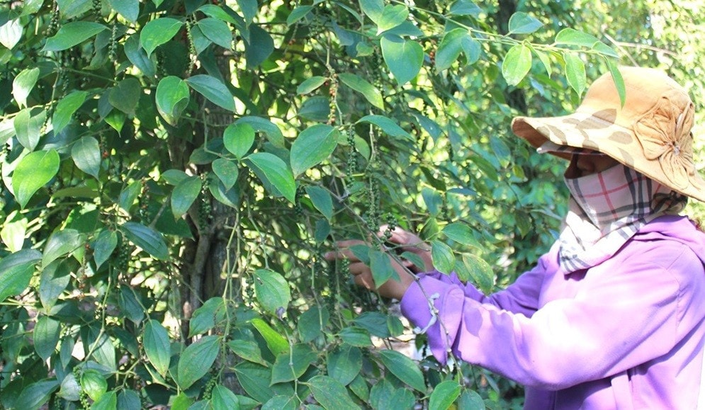 Nông dân xã Lâm San (huyện Cẩm Mỹ) thu hoạch tiêu hữu cơ cho hiệu quả kinh tế cao. Ảnh: B.Nguyên