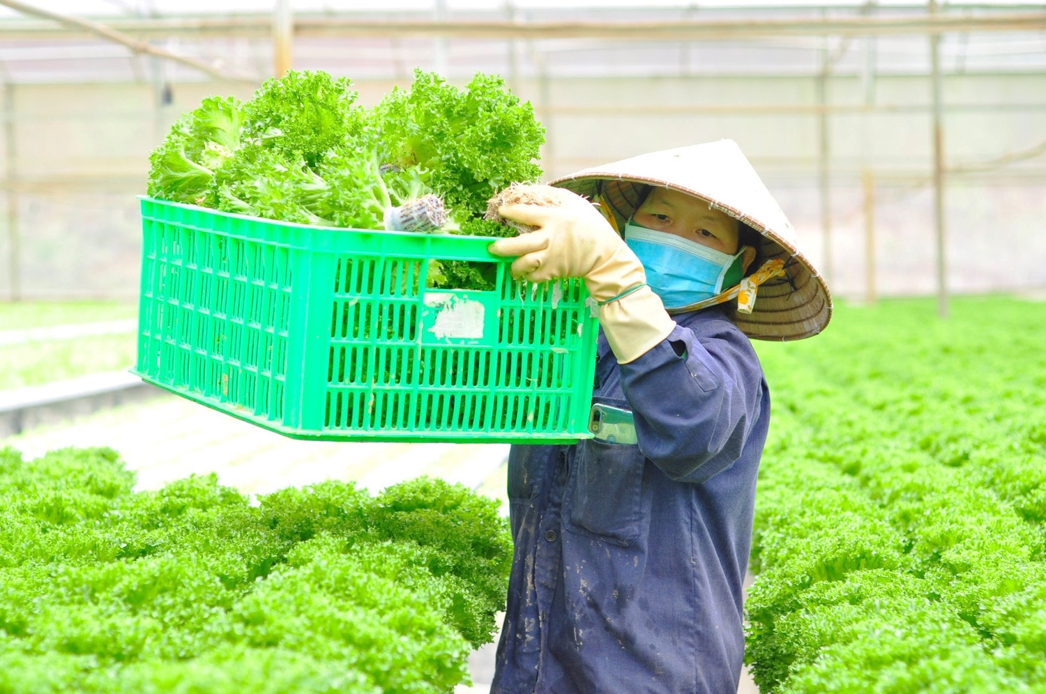 Đồng Nai đạt nhiều kết quả nổi bật trong phát triển nông nghiệp theo hướng hữu cơ. Nguồn: ITN