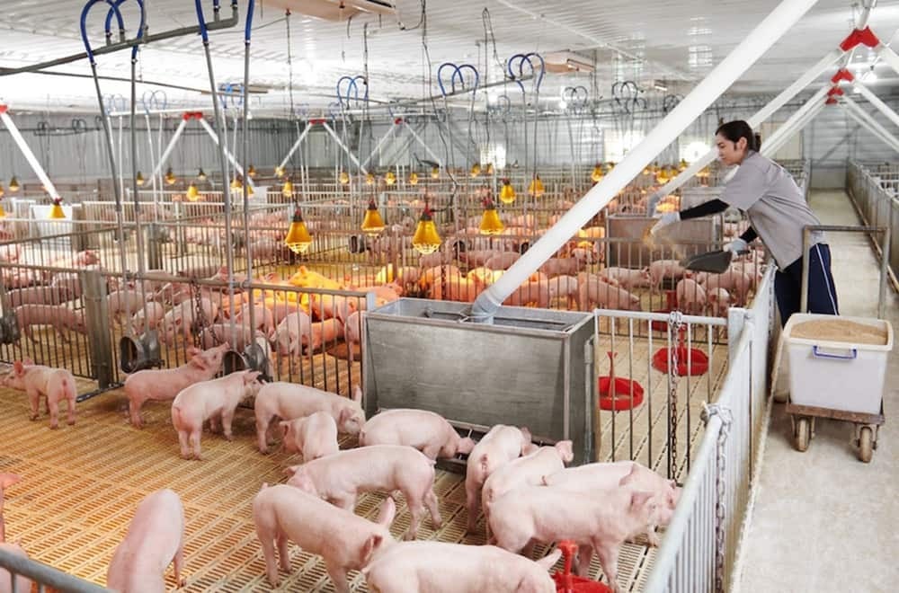 Phát triển nông nghiệp hữu cơ là hướng đi đúng đắn để cải thiện năng suất, chất lượng, từ đó cải thiện thu nhập cho người dân. Nguồn: ITN