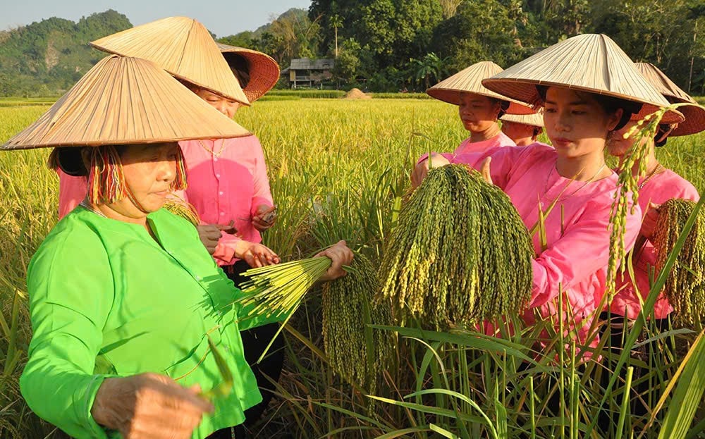 Người dân Lục Yên hăng say lao động. Ảnh: Minh Uyên