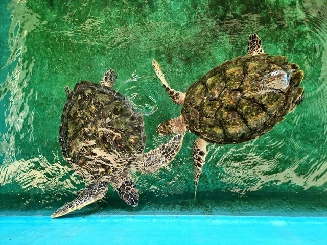 Sea turtles are rescued at the Nui Chua National Park in Vnh Hai commune, Ninh Hai district, Ninh Thuan province. (Photo: VNA) Sea turtles are rescued at the Nui Chua National Park in Vnh Hai commune, Ninh Hai district, Ninh Thuan province. (Photo: VNA)