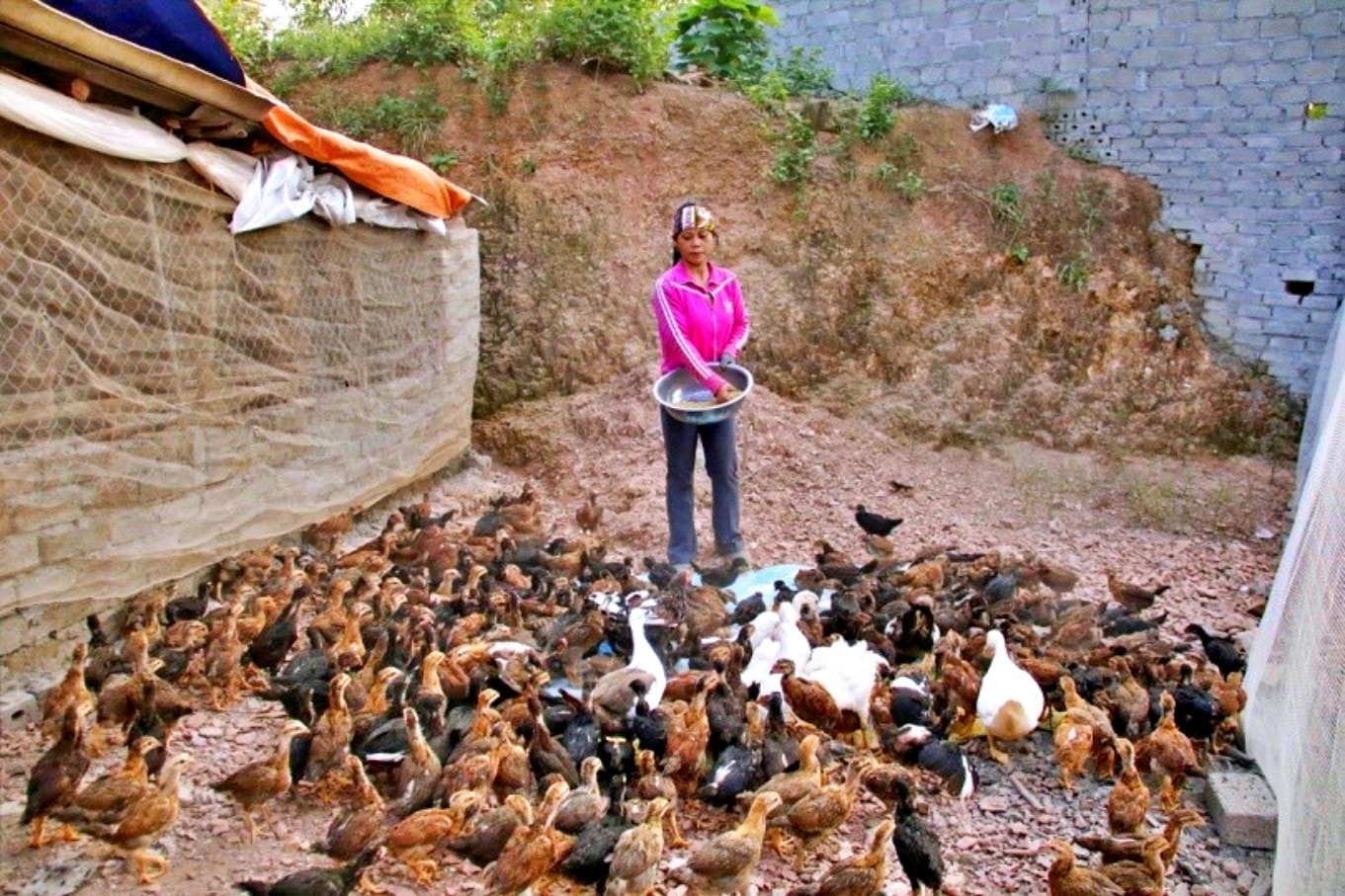 Dự án chăn nuôi gà tại xã Phương Sơn, huyện Lục Nam, tỉnh Bắc Giang đem lại nguồn thu nhập ổn định cho người dân