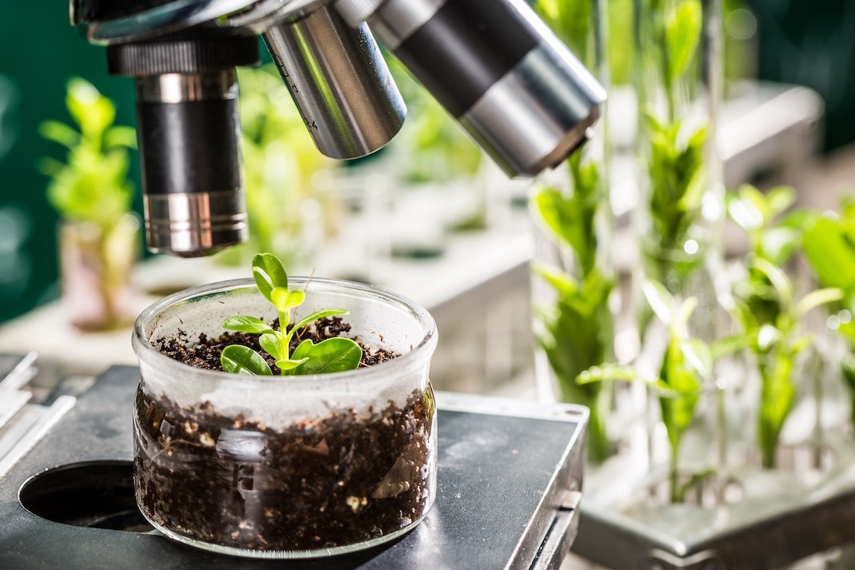 Cải tiến khoa học rất quan trọng để tạo ra các giống cây trồng mới. Nguồn: CropLife