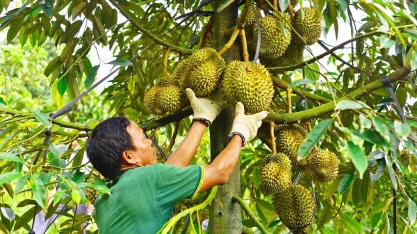 khuyen-cao-khong-thu-hoach-sau-rieng-khi-chua-dat-do-chin-kimnonggoldstar-vn-2.jpg