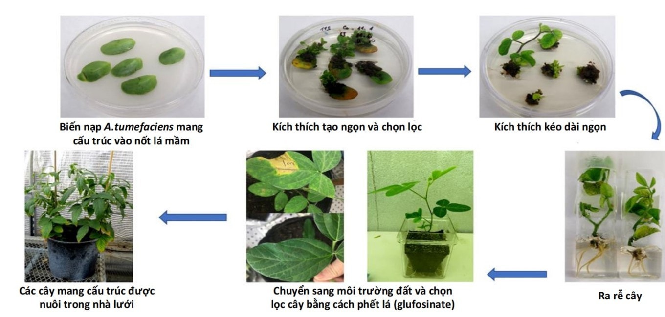 chinh-sua-gene-hoi-thao-9966-1723105160.jpg