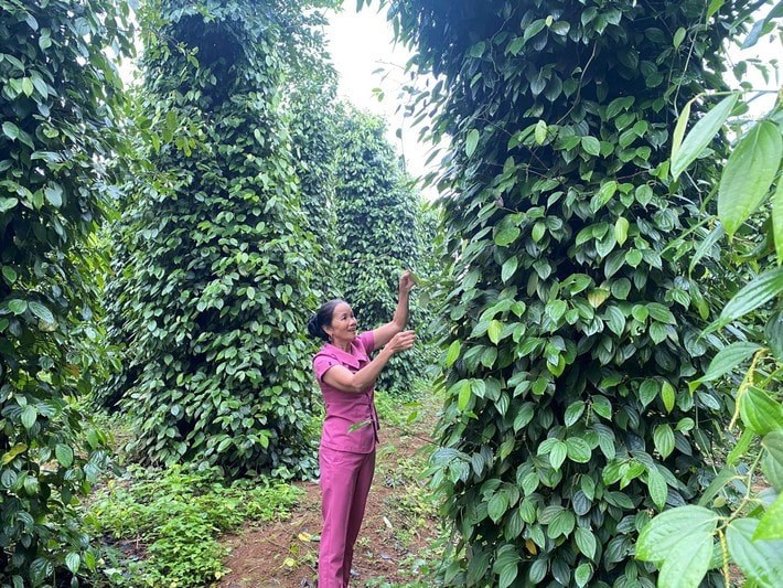 Cây hồ tiêu mang lại thu nhập cao cho bà con tỉnh Quảng Trị. Ảnh: Diệp Anh