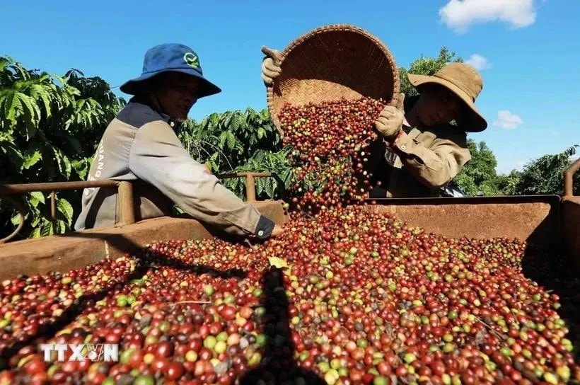 Farmers harvest coffee beans in Buon Ma Thuot city, Dak Lak province (Photo: VNA) 247e8573-acf6-4aef-b054-226154edc26f.jpg